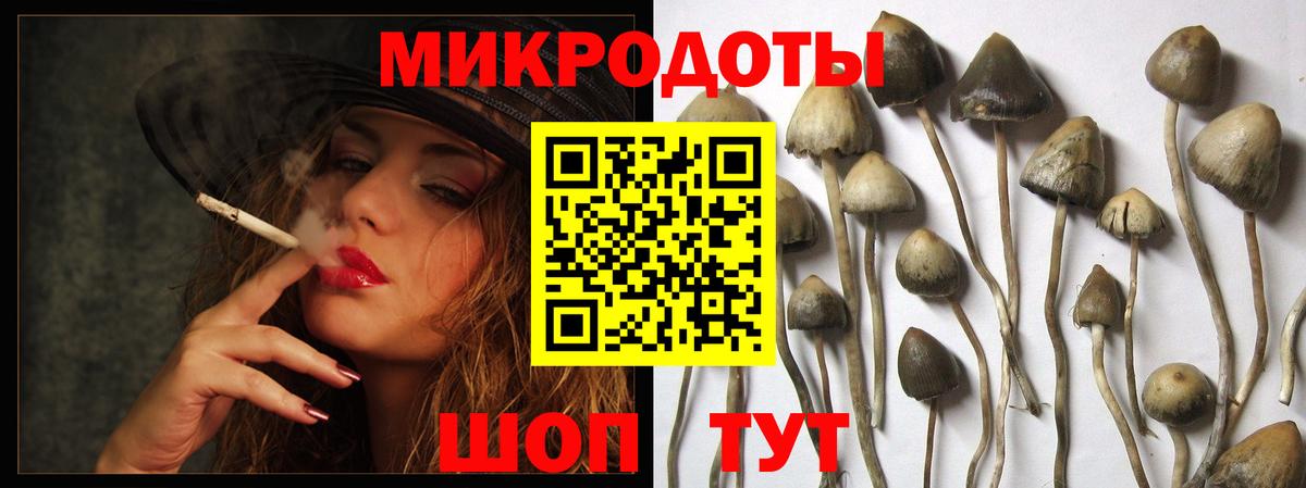 Псилоцибиновые грибы Psilocybe  как найти   Новозыбков  Вход с VPN 